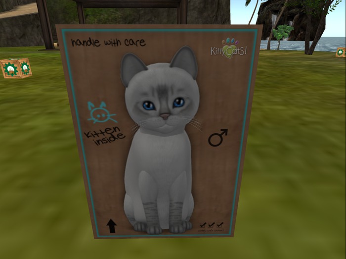 KittyCatS Box - New Born Kitten