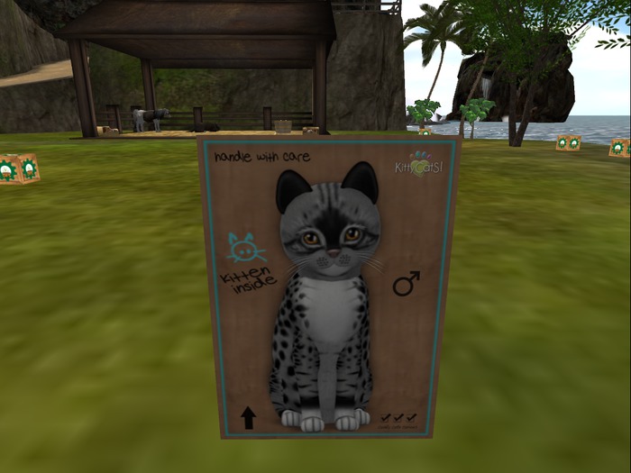 KittyCatS Box - New Born Kitten