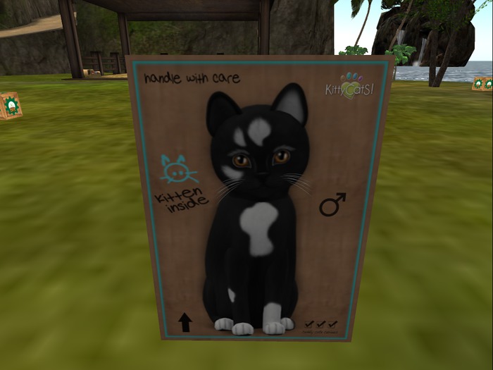 KittyCatS Box - New Born Kitten