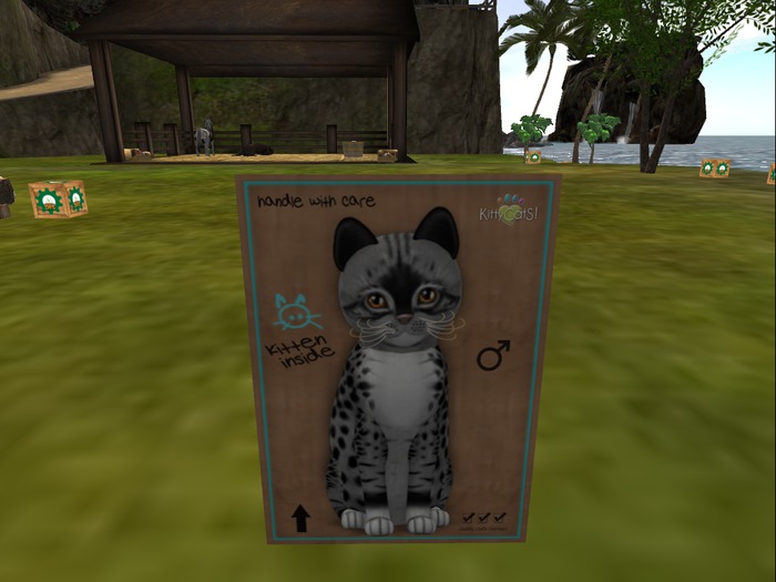 KittyCatS Box - New Born Kitten