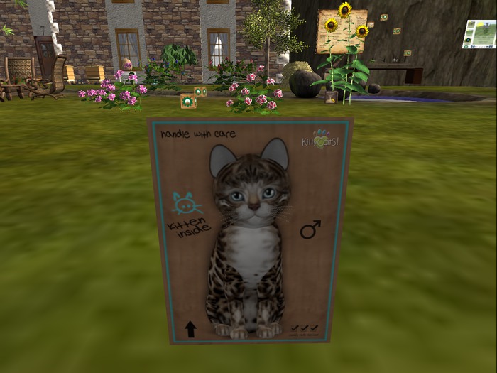 KittyCatS Box - New Born Kitten