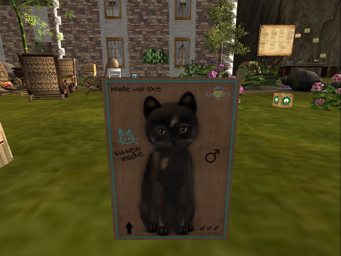 KittyCatS Box - New Born Kitten