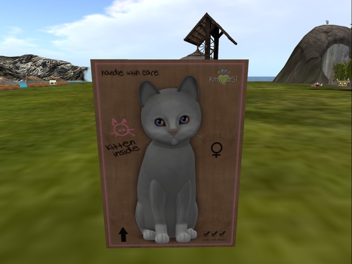 KittyCatS Box - New Born Kitten