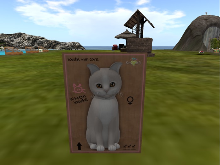 KittyCatS Box - New Born Kitten