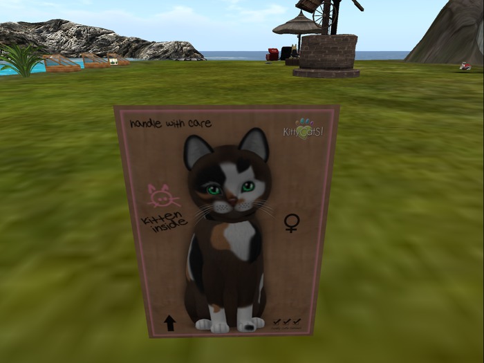 KittyCatS Box - New Born Kitten Box 21