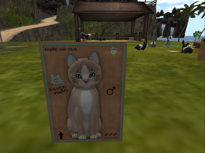 KittyCatS Box - New Born Kitten