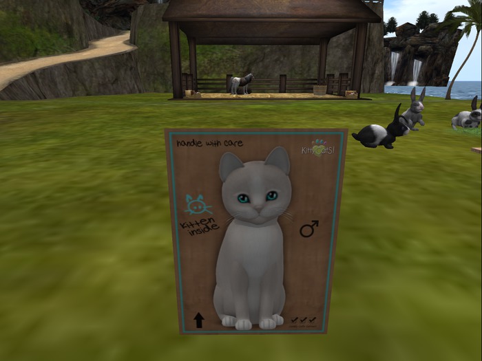 KittyCatS Box - New Born Kitten