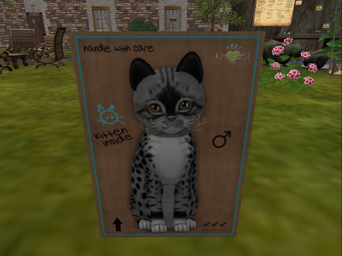 KittyCatS Box - New Born Kitten