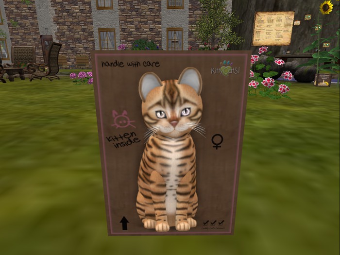 KittyCatS Box - New Born Kitten