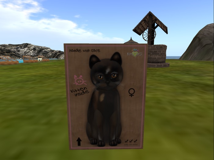 KittyCatS Box - New Born Kitten