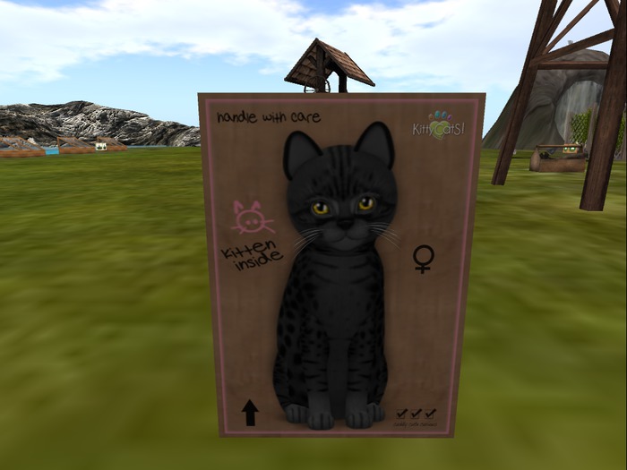 KittyCatS Box - New Born Kitten