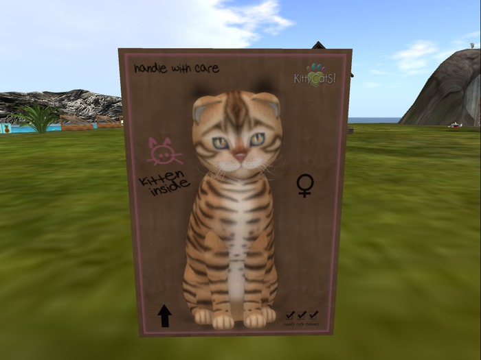 KittyCatS Box - New Born Kitten