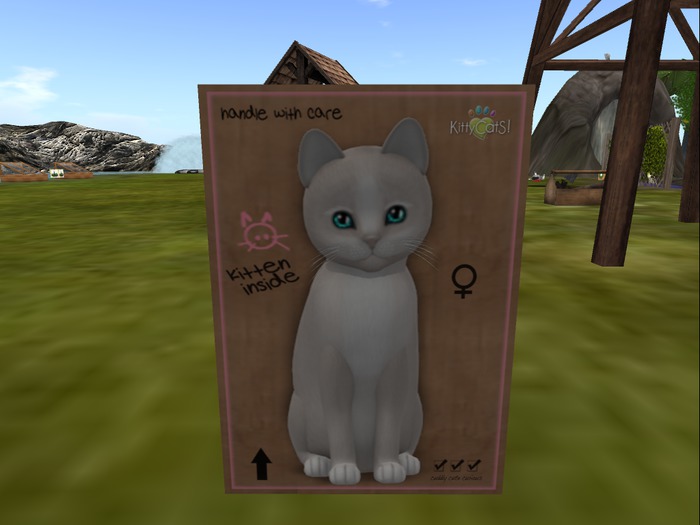 KittyCatS Box - New Born Kitten