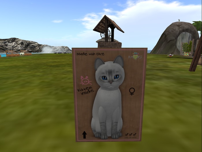 KittyCatS Box - New Born Kitten
