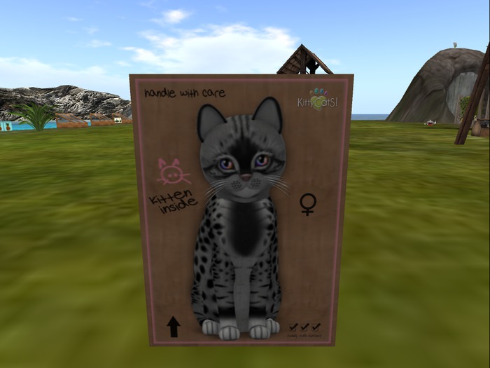 KittyCatS Box - New Born Kitten