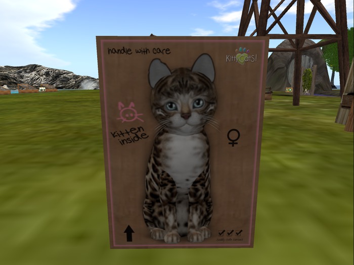 KittyCatS Box - New Born Kitten