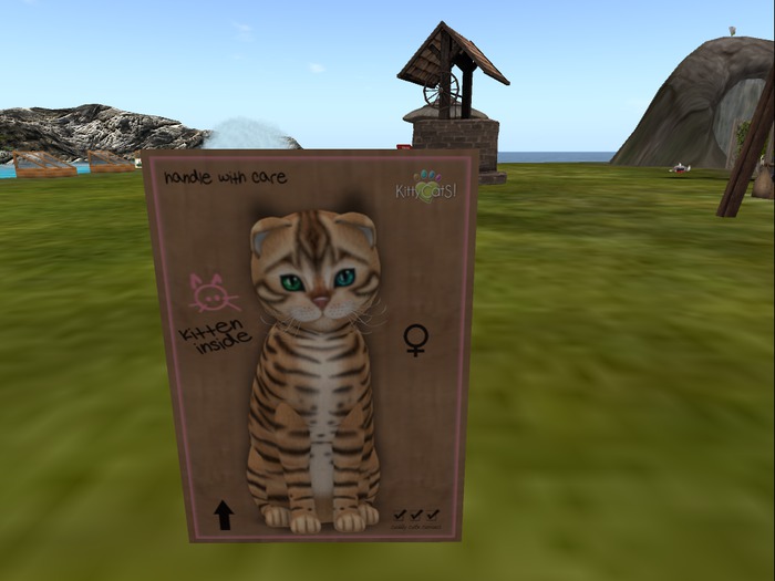 KittyCatS Box - New Born Kitten