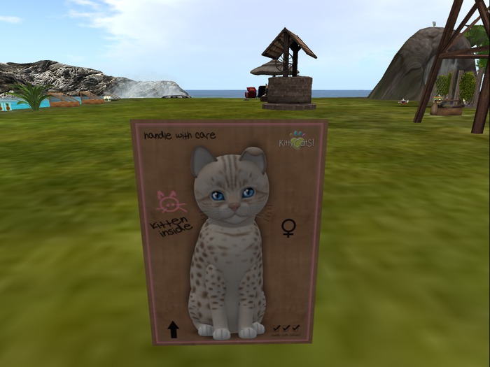 KittyCatS Box - New Born Kitten