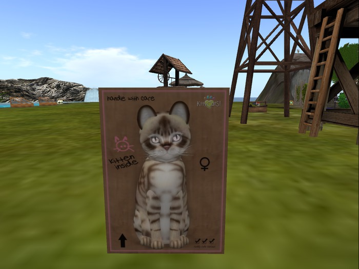 KittyCatS Box - New Born Kitten