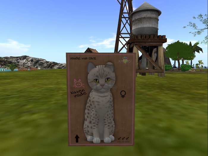 KittyCatS Box - New Born Kitten