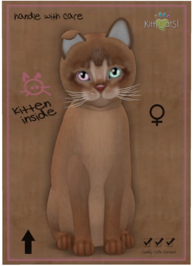 KittyCatS Box - Abyssinian - Ruddy