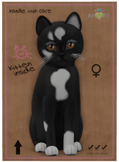 KittyCatS Box - Genesis - Domino V