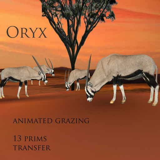 Oryx,  animated grazing