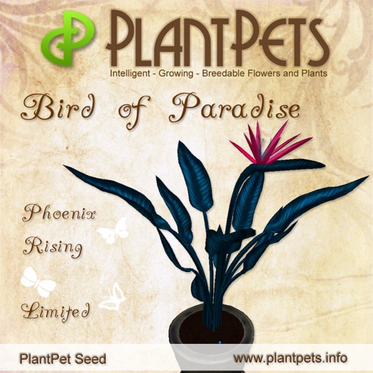 PlantPet Seed [Bird of Paradise *Phoenix Rising*] LIMITED ELITE