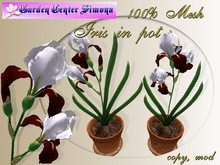 Iris in pot, red, white_001_3