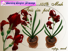 Iris in pot, red_001_4