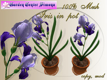 Iris in pot, blue_001_6