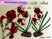 Iris in dirt, red_001_4
