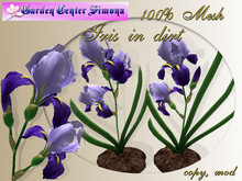 Iris in dirt, blue_001_6