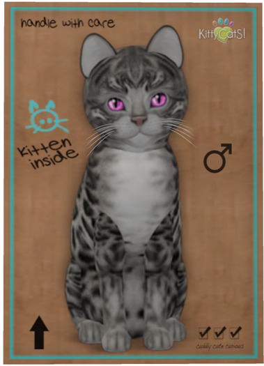 KittyCatS Box - Bengal - Charcoal