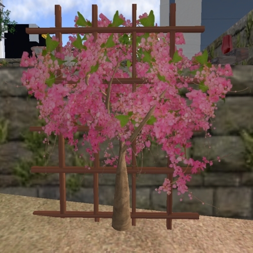 Pink Bougainvillea  