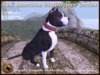 Vkc american staffordshire terrier black marketplace advert 01