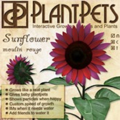 PlantPet Seed [Sunflower *Moulin Rouge*]