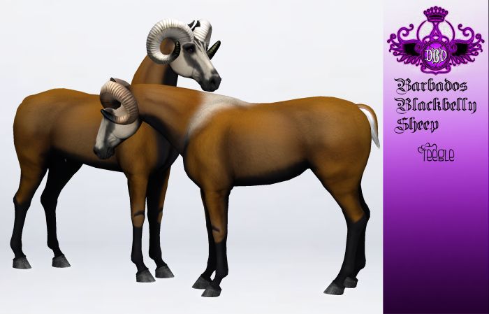 ^^*DBD*^^ TEEGLEPET EXOTICS barbados blackbelly sheep