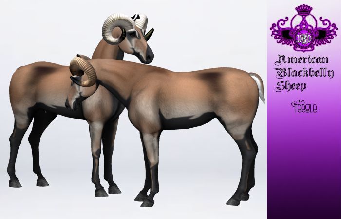 ^^*DBD*^^ TEEGLEPET EXOTICS american blackbelly sheep