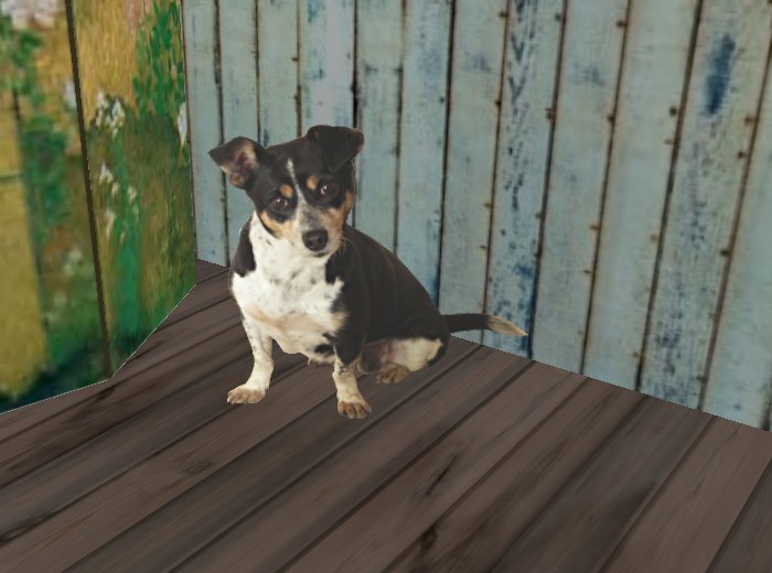 Dog: Black, tan and white mixed-breed