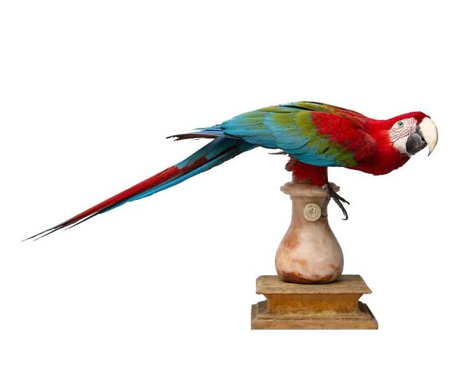 Parrot Taxidermy