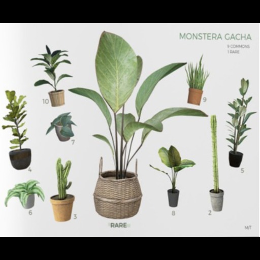 MINIMAL - Monstera Cactus *3*