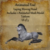 Bad Katz Animated Foal Laying