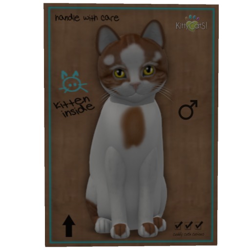 KittyCatS Box - Male Genesis - Flame V