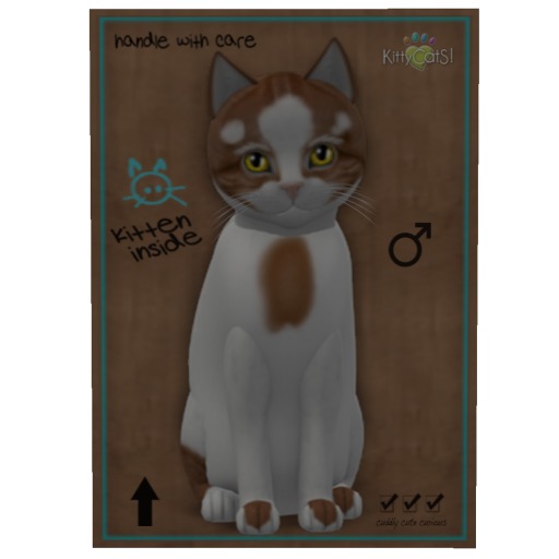KittyCatS Box - Male Genesis - Flame V