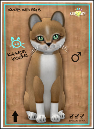 KittyCatS Box - Foxie - Blondie 8T M