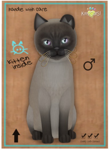 KittyCatS Box - Tonkinese - Blue Mink