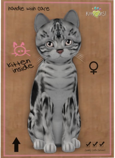 KittyCatS Box - American Shorthair - Silver Tabby