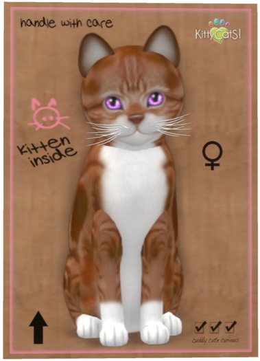 KittyCatS Box - American Shorthair - Red & White Tabby