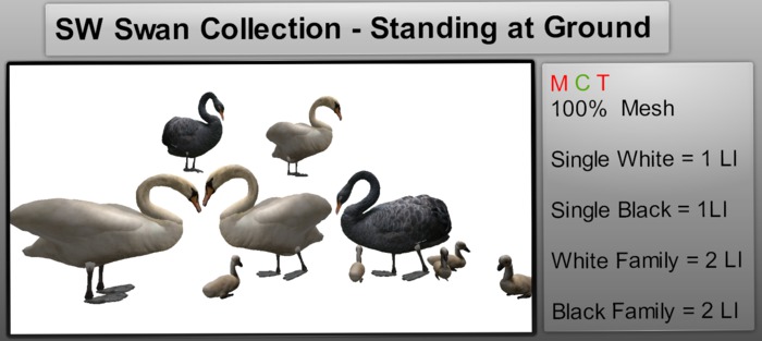 SW Swan Collection - Standing at Ground